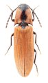 Ampedus baishuiensis
