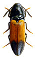 Ampedus balteatus