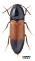 Ampedus balteatus