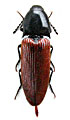 Ampedus becvari