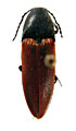 Ampedus biformis
