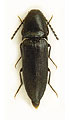 Ampedus brunnicornis