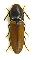 Ampedus brunnicornis