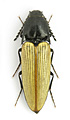 Ampedus coenobita