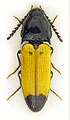 Ampedus elegantulus