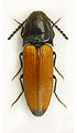 Ampedus elongatulus