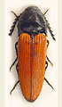 Ampedus forticornis