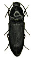 Ampedus gagatinus