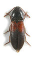 Ampedus lepidus