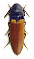 Ampedus nemoralis