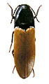 Ampedus ochrinulus