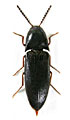 Ampedus ordinarius