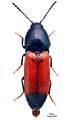 Ampedus pulcher