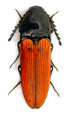 Ampedus rufipennis