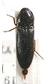 Ampedus rufipes