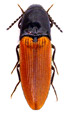 Ampedus sanguineus