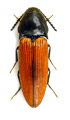 Ampedus sanguinolentus