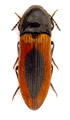 Ampedus sanguinolentus