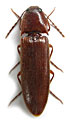 Ampedus saroveci