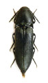 Ampedus scrofa