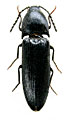 Ampedus shimianensis