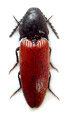 Ampedus talamellii