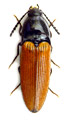 Ampedus triangulum