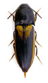 Ampedus tristis