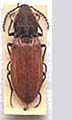 Anostirus atropilosus