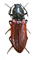 Anostirus atropilosus