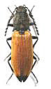 Anostirus binaghii