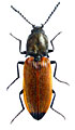 Anostirus binaghii
