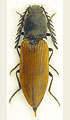 Anostirus boeberi