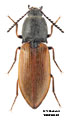 Anostirus boeberi