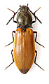 Anostirus bohemicus