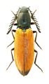 Anostirus bohemicus
