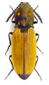 Anostirus castaneus