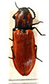 Anostirus dalmatinus