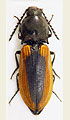 Anostirus eschscholtzi