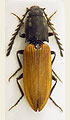 Anostirus eschscholtzi