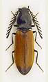 Anostirus gabilloti