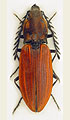 Anostirus gracilicollis