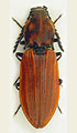 Anostirus gracilicollis