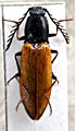 Anostirus gudenzii