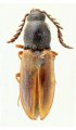 Anostirus holtzi