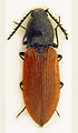 Anostirus jarmilae