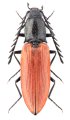 Anostirus jarmilae