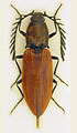 Anostirus lederi