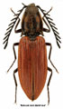 Anostirus lederi