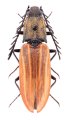 Anostirus lucbaueri